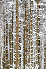 Fototapeta premium bosco di abeti rossi nel parco naturale di Paneveggio in inverno