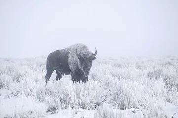 Papier Peint photo Lavable Bison Bisons d& 39 hiver