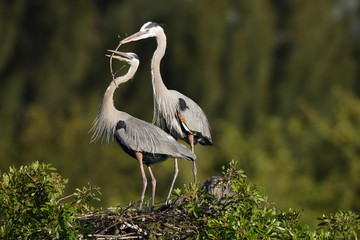 Great Blue Heron Sharing Stick