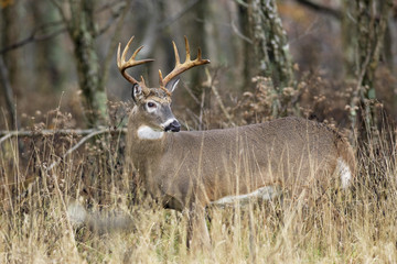 White-tail Deer Buck