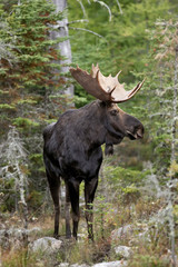 Naklejka na ściany i meble Bull Moose Portrait