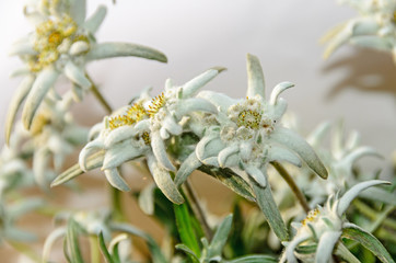 White Leontopodium nivale, edelweiss mountain flowers, close up