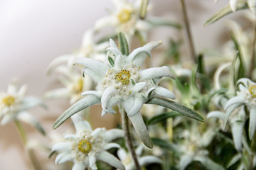 White Leontopodium nivale, edelweiss mountain flowers, close up