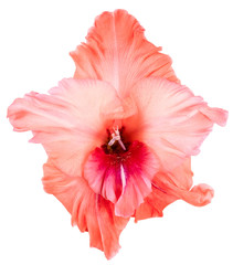 Top view of peach color gladiolus