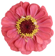 coral gerbera isolated Bud