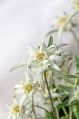 White Leontopodium nivale, edelweiss mountain flowers, close up