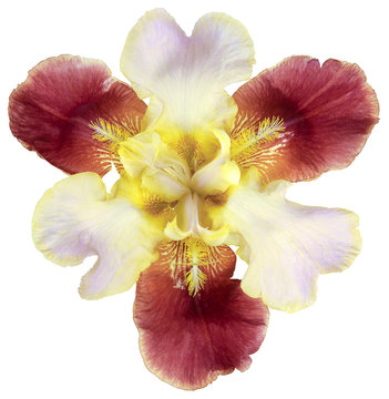 iris flower isolated on top