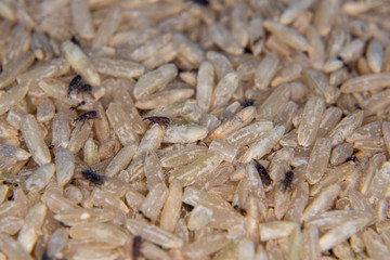 Rice weevil, Black weevil