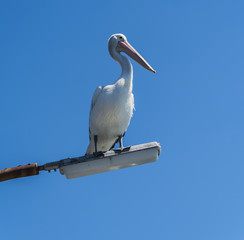 Australian Pelican