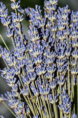 Mauve purple Lavandula angustifolia flowers, lavender, most commonly True Lavender or garden lavender, family Lamiaceae