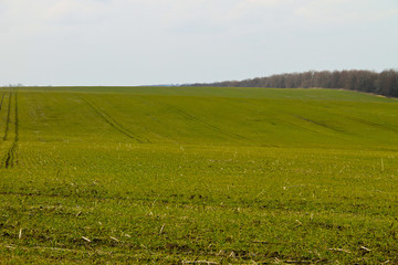Fototapeta na wymiar Field of green wheat sprouts