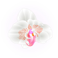 White  Orchid Phalaenopsis beautiful flower  isolated vintage closeup vector illustration editable  hand draw