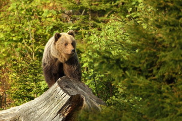 Ursus arctos. Brown bear. The photo was taken in Slovakia. The brown bear is found throughout Europe. Beautiful bear image. Nature of Slovakia. Wild nature. Free nature. From the life of the bears. Na