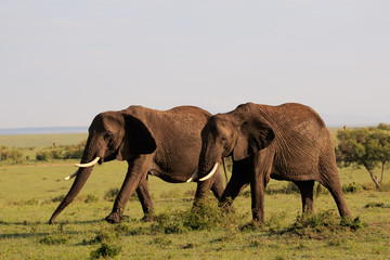 Elephants in the Masai Mara