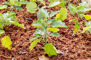 Eggplant or aubergine trees