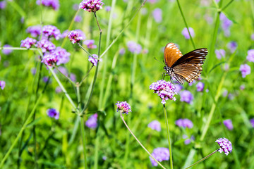 butterfly on purple flower