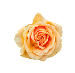 Rose Flower Isolated
