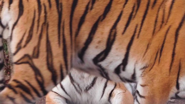 Two tigers caress each other. Slow motion. Closeup shot.