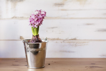 Pink  Hyacinth Flower on a White Wooden  Background