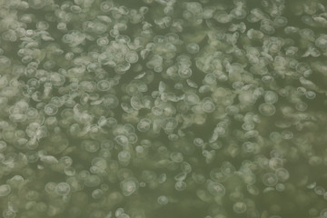 Band of jellyfishes in water, Sydney harbour, Australia