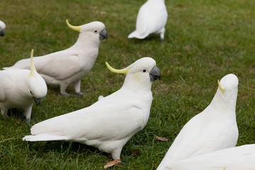 White cockatoos looking for food on the grass, Blue Mountains, NWS, Australia