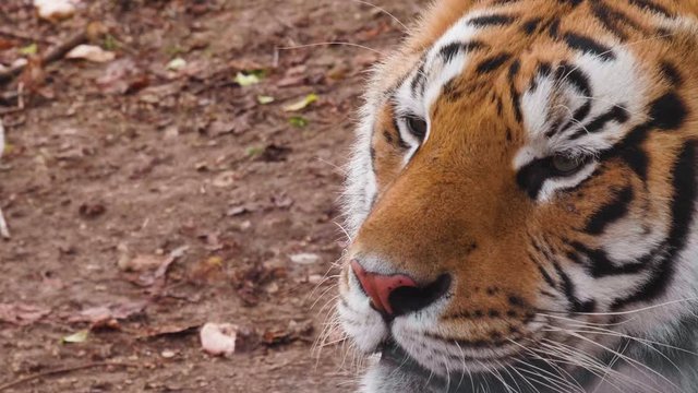 Tiger turns head. Closeup shot.