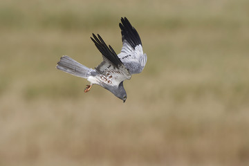 Montagus harrier (Circus pygargus)