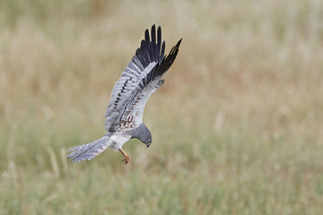 Fototapeta premium Montagus harrier (Circus pygargus)