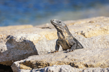 Portrait of an Iguana Lizard sunbathing on a rock at the Mayan ruins. Riviera Maya, Quintana Roo, Mexico