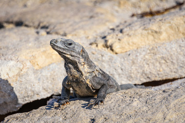 Closeup portrait of an Iguana Lizard sunbathing on a rock at the Mayan ruins. Riviera Maya, Quintana Roo, Mexico