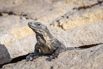 Fototapeta premium Closeup portrait of an Iguana Lizard sunbathing on a rock at the Mayan ruins. Riviera Maya, Quintana Roo, Mexico
