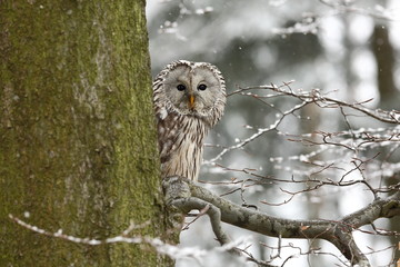 Strix uralensis. He lives in Europe and Asia. In Czech it is rare. Beautiful image of the owl. Nature. From Owl's Life.