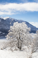 Fototapeta na wymiar Tree during the winter full of snow