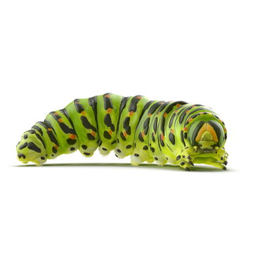 Underside of green caterpillar with prolegs and claspers on a white. 3D illustration