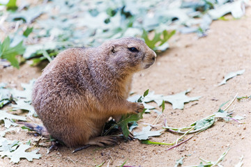 Black-tailed prairie dog