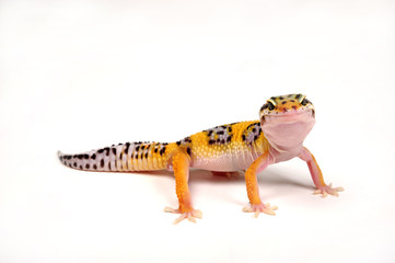 Leopardgecko (Eublepharis macularius) - leopard gecko 