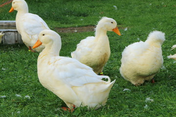 Peking Ducks, Peking Enten