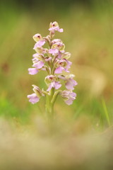 Orchis morio. Orchid in nature in the Czech Republic. Wild nature. A very rare plant. Plant photographed in the morning. The sun in the photo. Beautiful nature. Wild orchids on the morning meadow. Nat