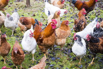 Hens and rooster raised an a organic farm