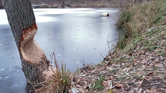 Tree was beaten by beavers. Work of beaver in forest. Tree is gnawed off. Shot of tree stump in the woods, chewed by beavers in early autumn. Sawdust is all around the tree