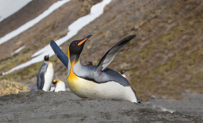 Glee shown by King Penguin sliding on tummy