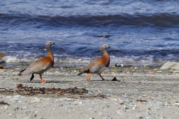 Ashy-headed goose pair walks shoreline of lake in Tierra del Fuego, Argentina.CR2