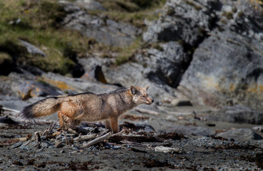 Red fox in Tierra Del Fuego, South Ameria.CR2