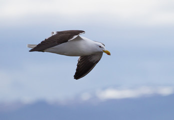 Flying Kelp Gull.CR2