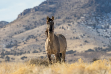 Fototapeta premium Wild Horse Stallion in the Desert