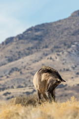 Fototapeta na wymiar Wild Horse Stallion in the Desert