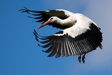 Flying white stork