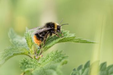 Lazy bumble bee