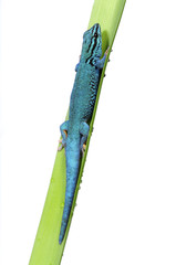 Fototapeta premium Himmelblauer Zwergtaggecko (Lygodactylus williamsi) - turquoise dwarf gecko