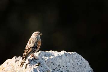 accenteur alpin